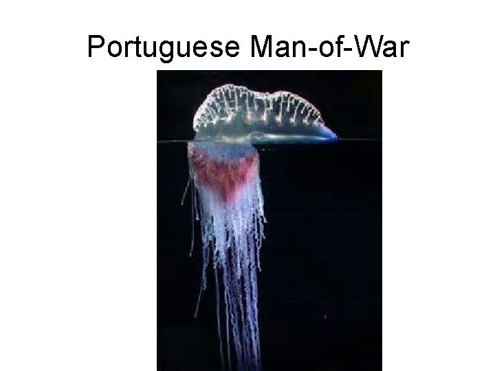 Portuguese Man-of-War 