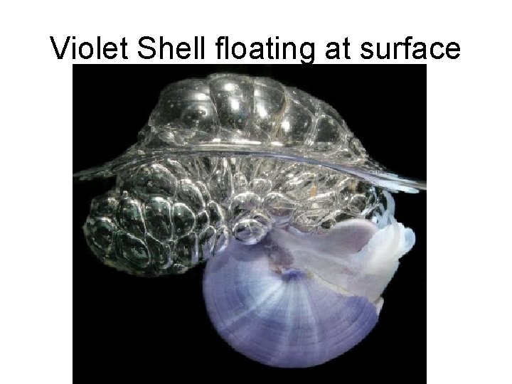 Violet Shell floating at surface 