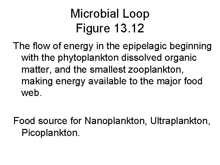 Microbial Loop Figure 13. 12 The flow of energy in the epipelagic beginning with