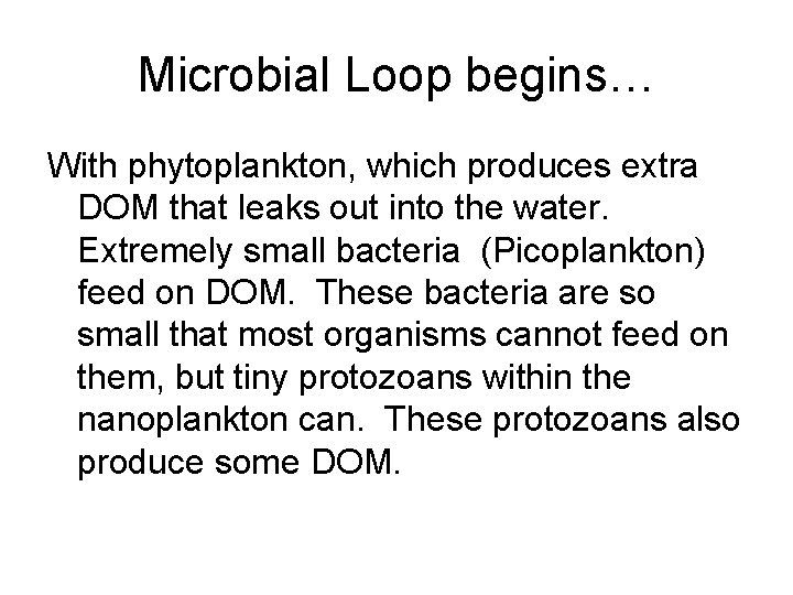 Microbial Loop begins… With phytoplankton, which produces extra DOM that leaks out into the