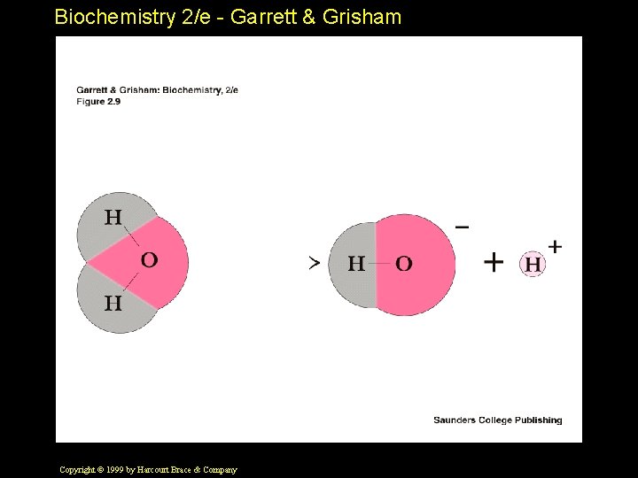 Biochemistry 2/e - Garrett & Grisham Copyright © 1999 by Harcourt Brace & Company