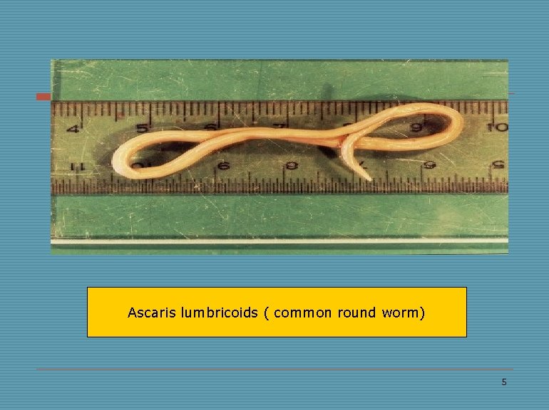 Ascaris lumbricoids ( common round worm) 5 