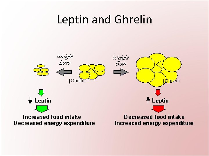 Leptin and Ghrelin ↑Ghrelin ↓Ghrelin 