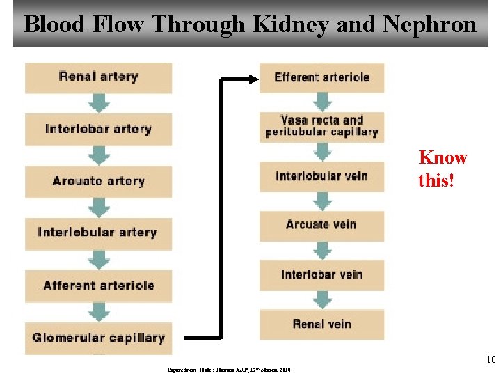 Blood Flow Through Kidney and Nephron Know this! 10 Figure from: Hole’s Human A&P,