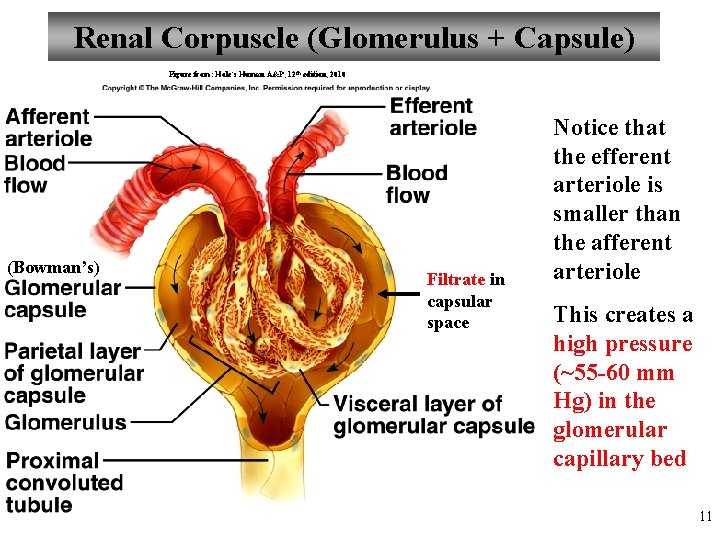 Renal Corpuscle (Glomerulus + Capsule) Figure from: Hole’s Human A&P, 12 th edition, 2010