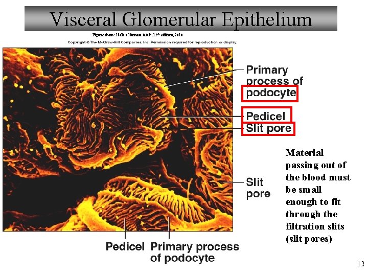 Visceral Glomerular Epithelium Figure from: Hole’s Human A&P, 12 th edition, 2010 Material passing