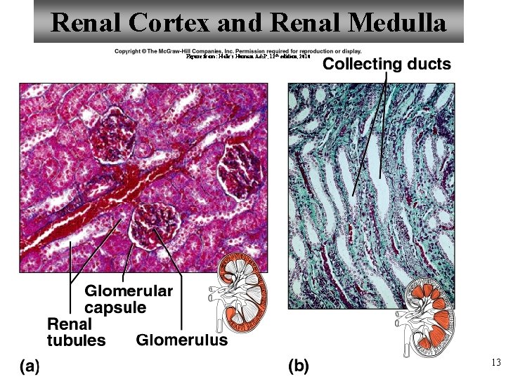 Renal Cortex and Renal Medulla Figure from: Hole’s Human A&P, 12 th edition, 2010