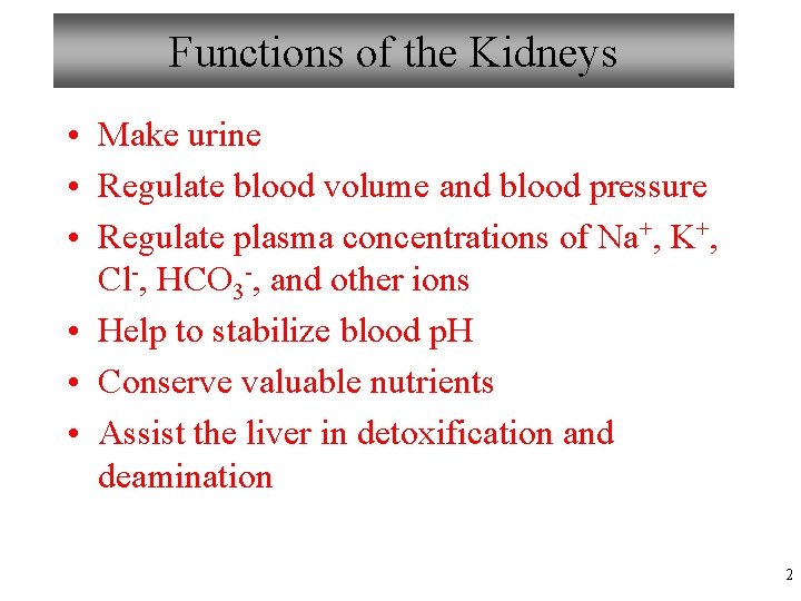 Functions of the Kidneys • Make urine • Regulate blood volume and blood pressure
