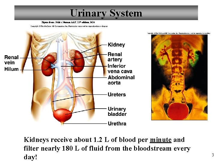 Urinary System Figure from: Hole’s Human A&P, 12 th edition, 2010 Kidneys receive about