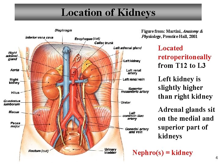 Location of Kidneys Figure from: Martini, Anatomy & Physiology, Prentice Hall, 2001 Located retroperitoneally