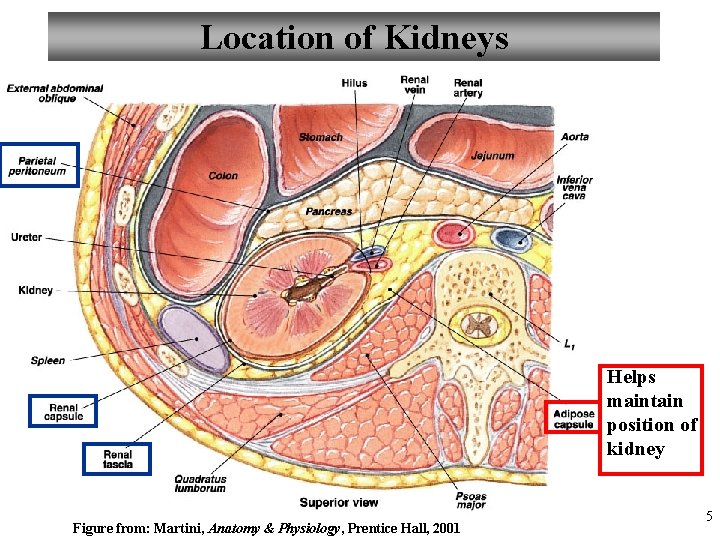 Location of Kidneys Helps maintain position of kidney Figure from: Martini, Anatomy & Physiology,
