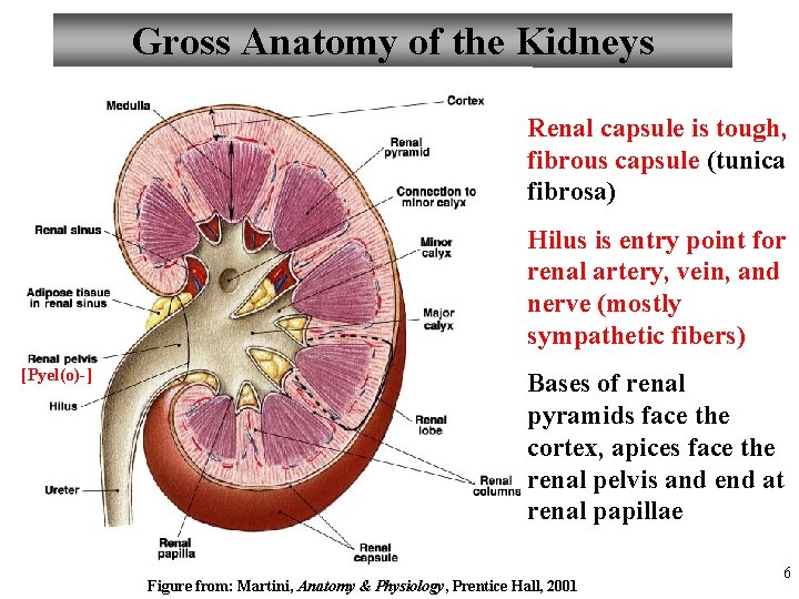 Gross Anatomy of the Kidneys Renal capsule is tough, fibrous capsule (tunica fibrosa) Hilus