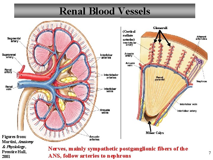 Renal Blood Vessels (Cortical radiate arteries) Figures from: Martini, Anatomy & Physiology, Prentice Hall,