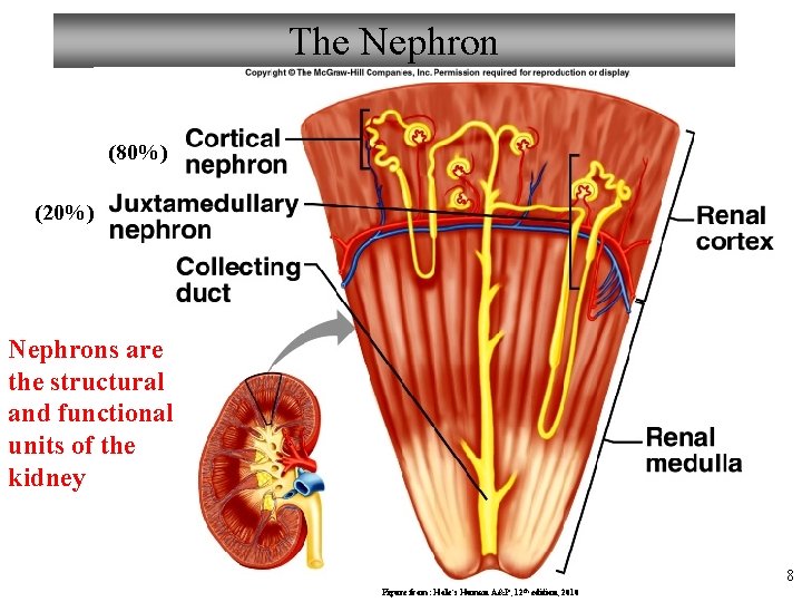 The Nephron (80%) (20%) Nephrons are the structural and functional units of the kidney