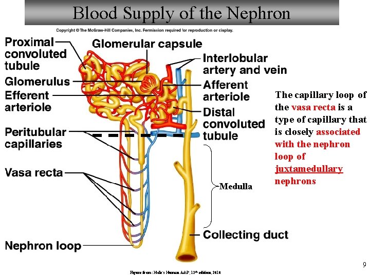 Blood Supply of the Nephron Medulla The capillary loop of the vasa recta is