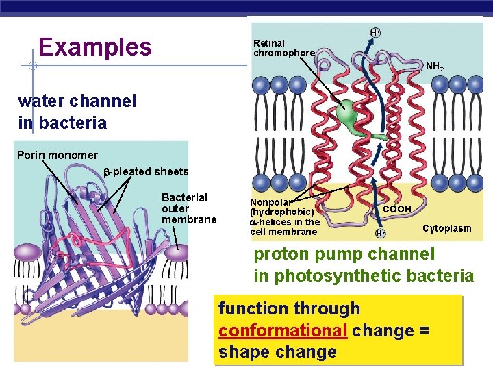 H+ Examples Retinal chromophore NH 2 water channel in bacteria Porin monomer b-pleated sheets