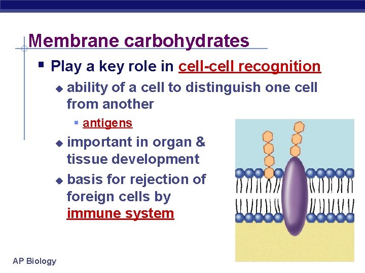 Membrane carbohydrates § Play a key role in cell-cell recognition u ability of a