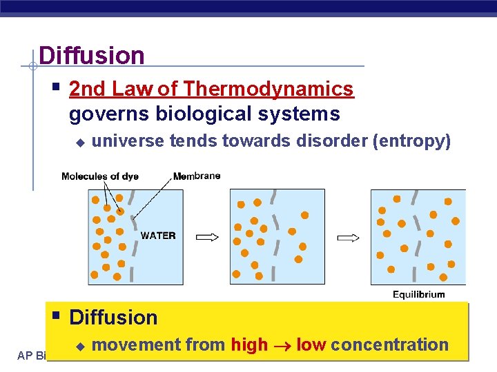 Diffusion § 2 nd Law of Thermodynamics governs biological systems u universe tends towards