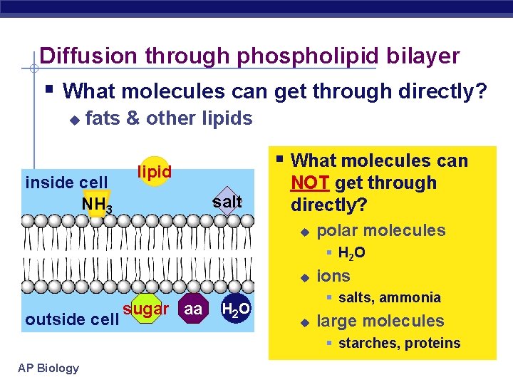 Diffusion through phospholipid bilayer § What molecules can get through directly? u fats &
