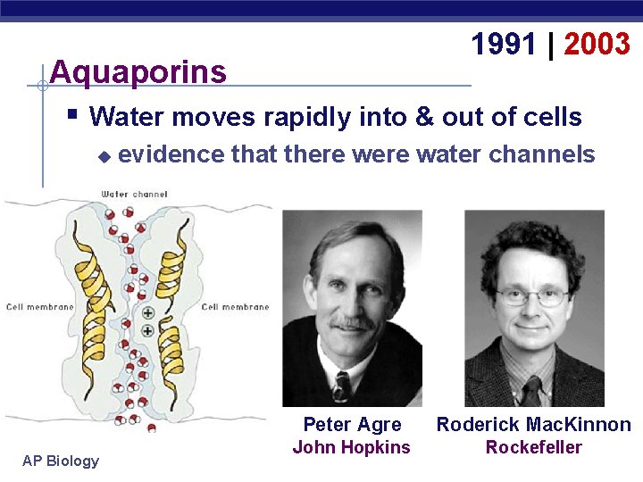 1991 | 2003 Aquaporins § Water moves rapidly into & out of cells u