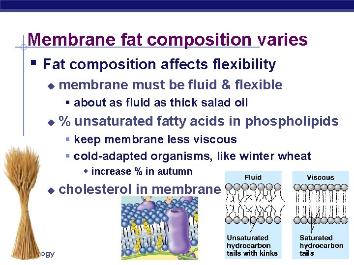Membrane fat composition varies § Fat composition affects flexibility u membrane must be fluid