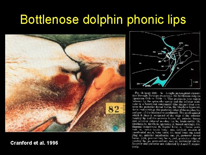 Bottlenose dolphin phonic lips Cranford et al. 1996 