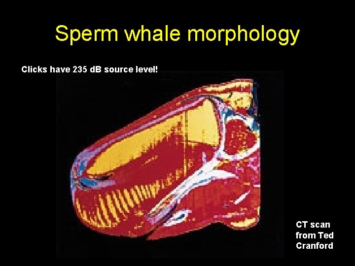 Sperm whale morphology Clicks have 235 d. B source level! CT scan from Ted