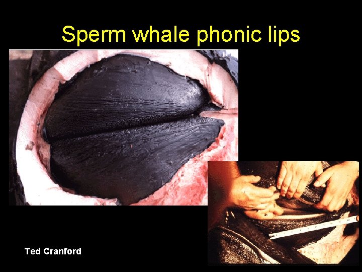 Sperm whale phonic lips Ted Cranford 