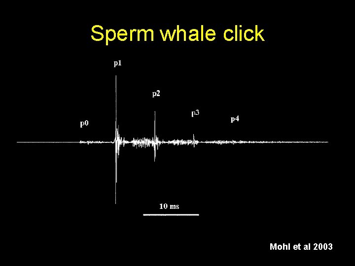 Sperm whale click Mohl et al 2003 