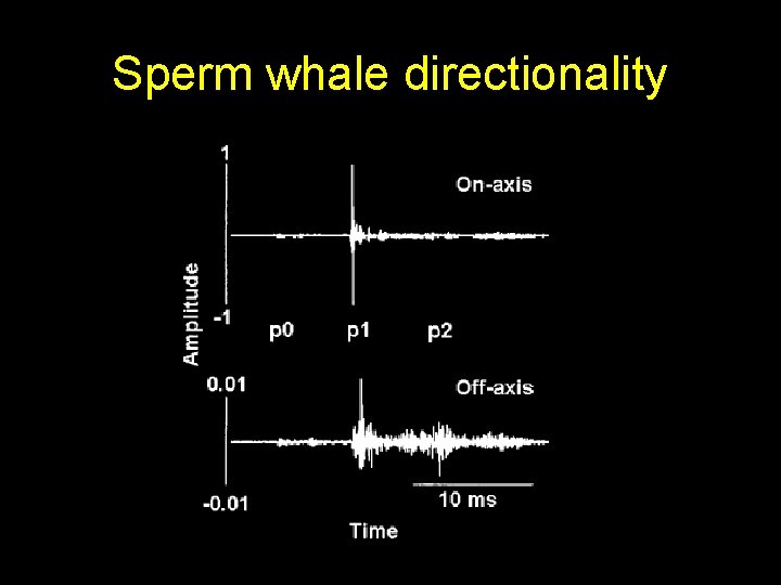 Sperm whale directionality 