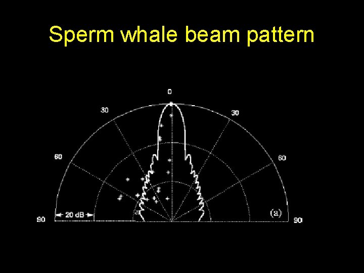 Sperm whale beam pattern 