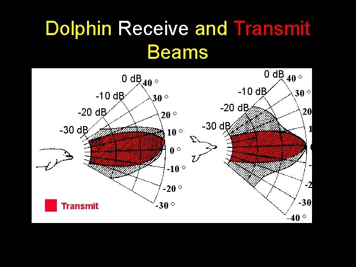 Dolphin Receive and Transmit Beams 0 d. B 40 ° -10 d. B -20