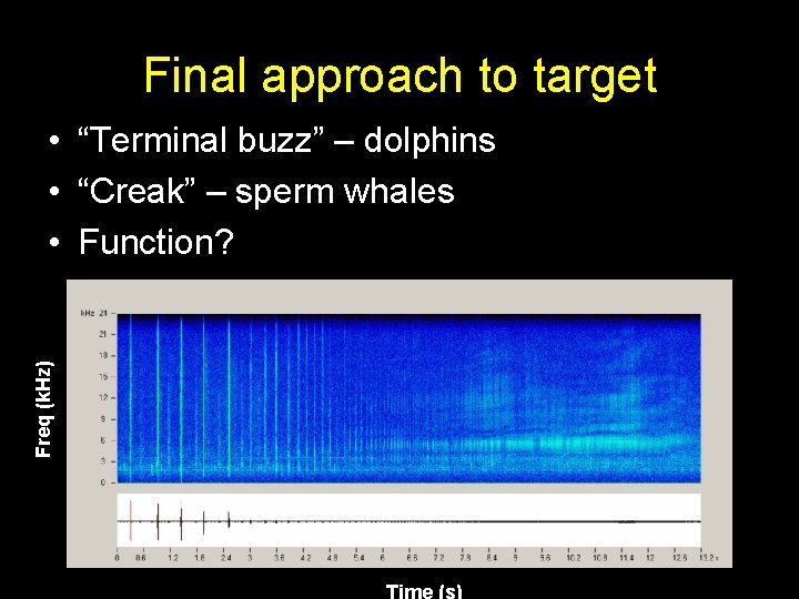 Final approach to target Freq (k. Hz) • “Terminal buzz” – dolphins • “Creak”
