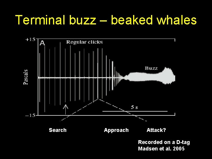 Terminal buzz – beaked whales Search Approach Attack? Recorded on a D-tag Madsen et