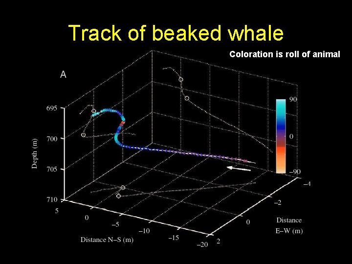 Track of beaked whale Coloration is roll of animal 