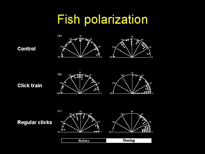 Fish polarization Control Click train Regular clicks 