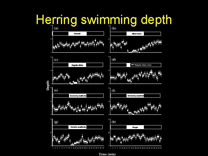 Herring swimming depth 