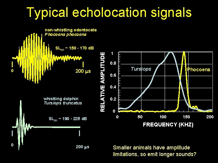 Typical echolocation signals non-whistling odontocete Phocoena phocoena 0 200 s whistling dolphin Tursiops truncatus