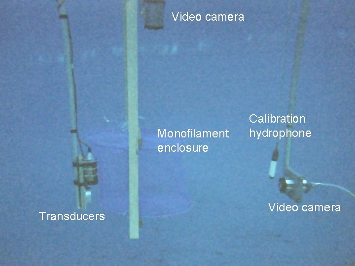 Video camera Monofilament enclosure Transducers Calibration hydrophone Video camera 