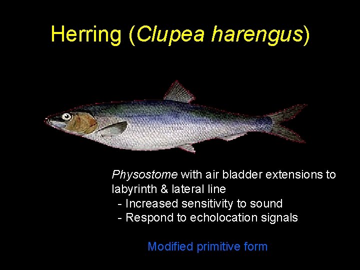 Herring (Clupea harengus) Physostome with air bladder extensions to labyrinth & lateral line -