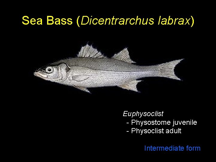 Sea Bass (Dicentrarchus labrax) Euphysoclist - Physostome juvenile - Physoclist adult Intermediate form 