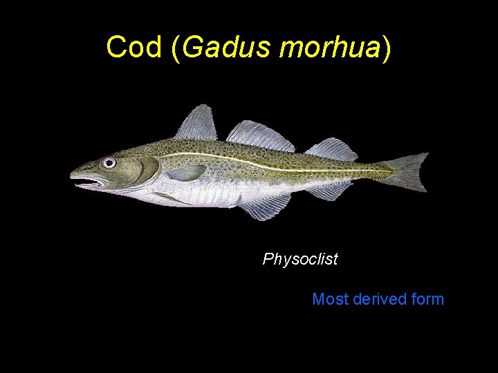 Cod (Gadus morhua) Physoclist Most derived form 