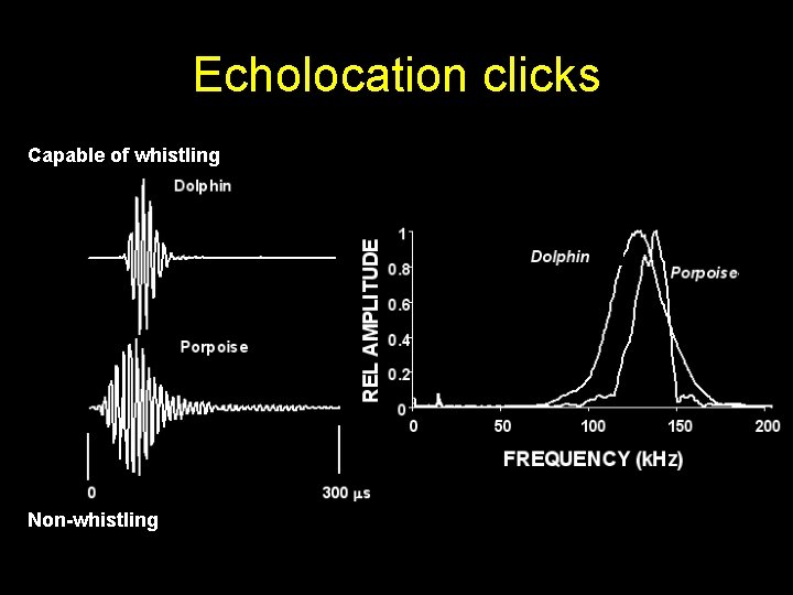 Echolocation clicks Capable of whistling Non-whistling 