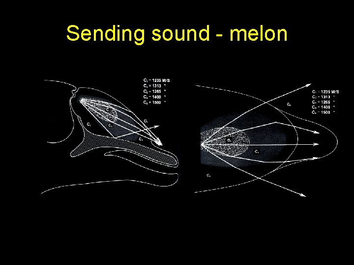 Sending sound - melon 