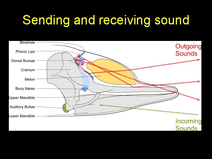 Sending and receiving sound 