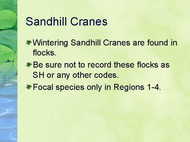 Sandhill Cranes Wintering Sandhill Cranes are found in flocks. Be sure not to record