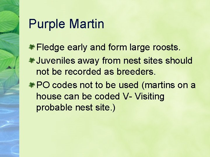 Purple Martin Fledge early and form large roosts. Juveniles away from nest sites should