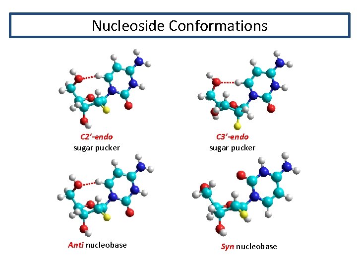 Nucleoside Conformations C 2’-endo sugar pucker Anti nucleobase C 3’-endo sugar pucker Syn nucleobase