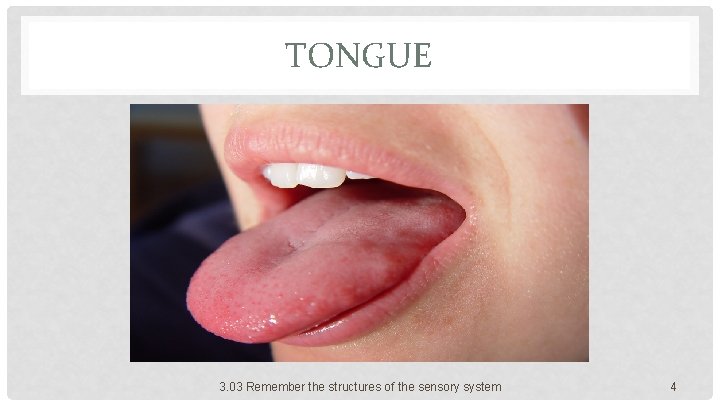 TONGUE 3. 03 Remember the structures of the sensory system 4 