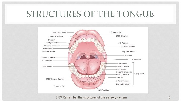 STRUCTURES OF THE TONGUE 3. 03 Remember the structures of the sensory system 5